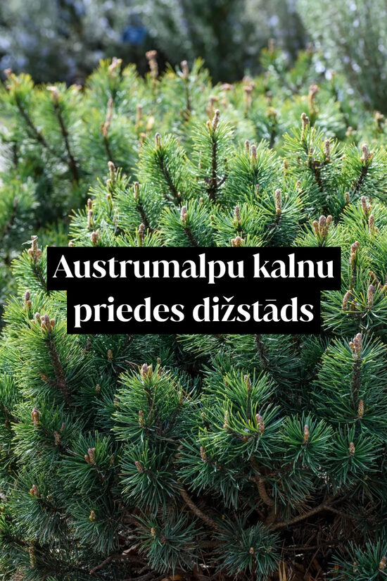 Austrumalpu kalnu priedes dižstāds - kupls, izteiksmīgs krūms, 2 dažādi izmēri